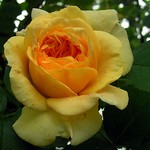 Photos Rosa