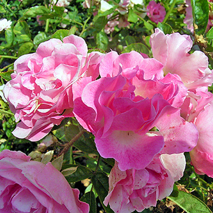 Photos Rosa - Rose