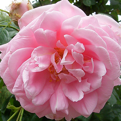 Photos Rosa - Rose