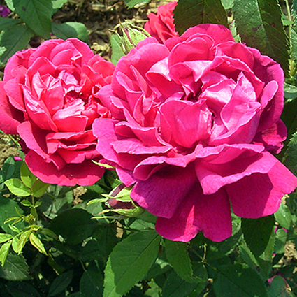 Photos Rosa - Rose