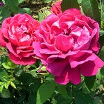 Photos Rosa