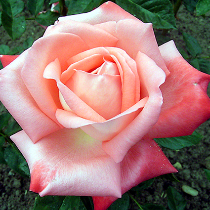 Fotos Rosa - 