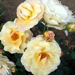 Photos Rosa