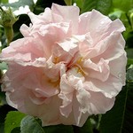 Photos Rosa