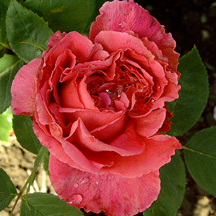 Photos Rosa - Rose