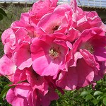 Photos Rosa