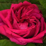 Photos Rosa