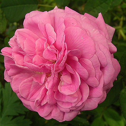 Photos Rosa - Rose