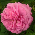 Photos Rosa