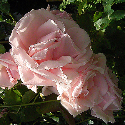 Photos Rosa - Rose