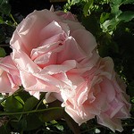 Photos Rosa