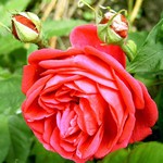 Photos Rosa