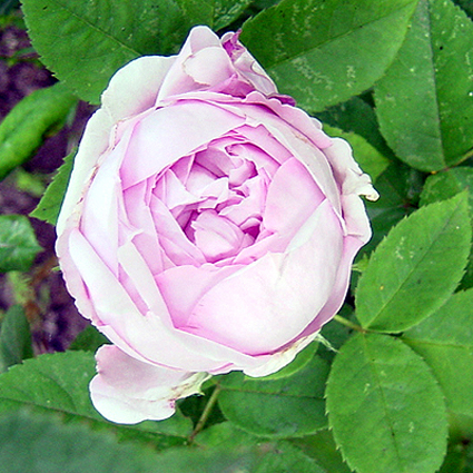 Photos Rosa - Rose