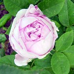 Photos Rosa