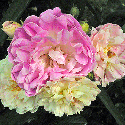 Photos Rosa - Rose