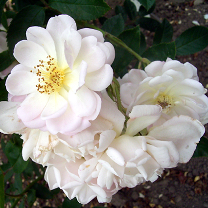 Photos Rosa - Rose