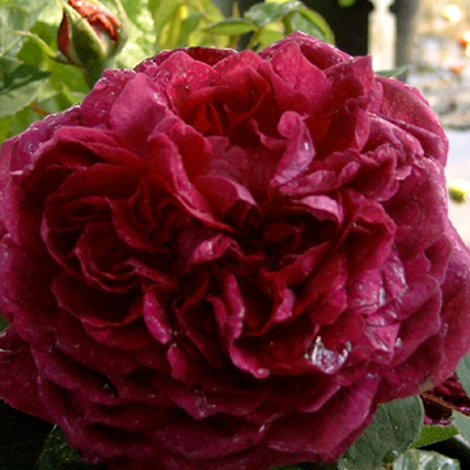 Photos Rosa - Rose