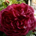 Photos Rosa
