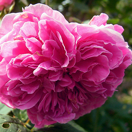 Fotos Rosa - 