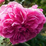 Photos Rosa