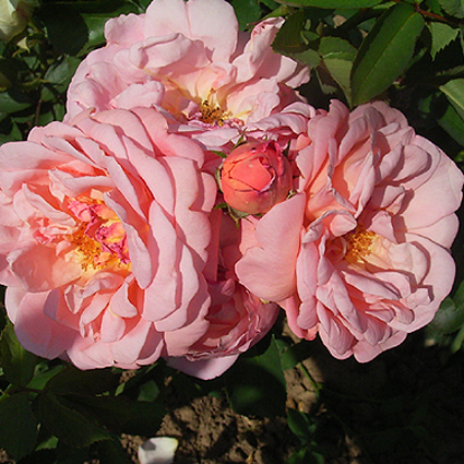Foto Rosa - 