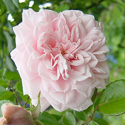 Photos Rosa - Rose