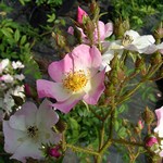 Photos Rosa