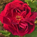 Photos Rosa