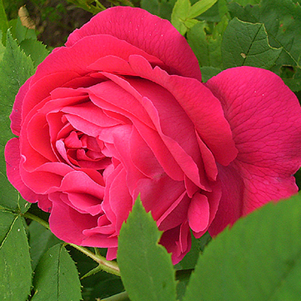 Photos Rosa - Rose
