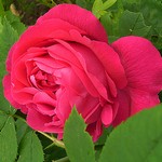 Photos Rosa