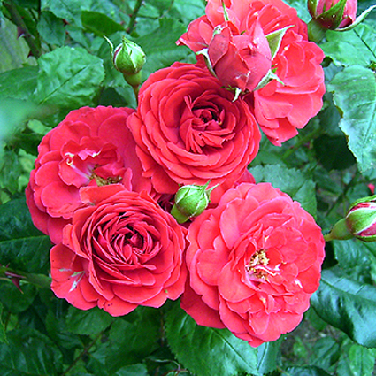 Photos Rosa - Rose