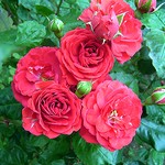 Photos Rosa
