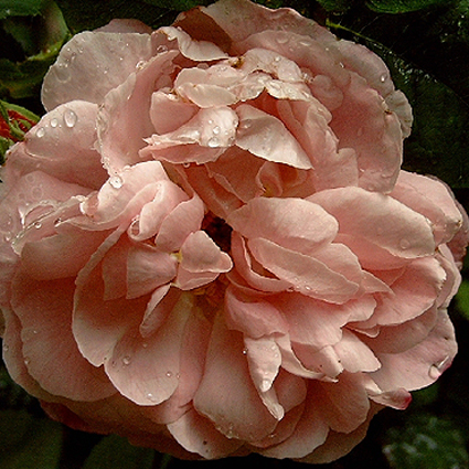 Photos Rosa - Rose