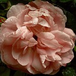 Photos Rosa
