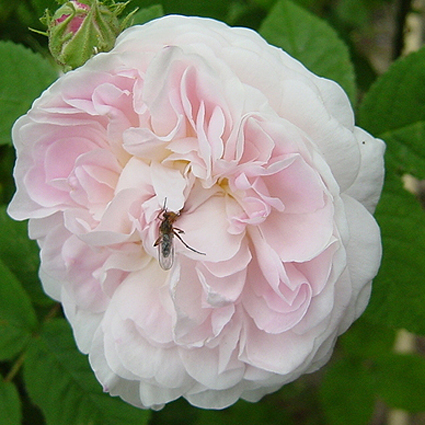 Photos Rosa - 