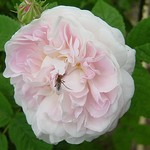 Photos Rosa