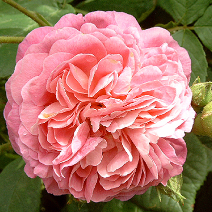 Photos Rosa - Rose