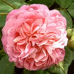 Photos Rosa - Rose