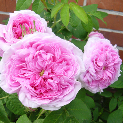 Foto Rosa - 