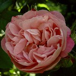 Photos Rosa