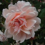Photos Rosa - Rose