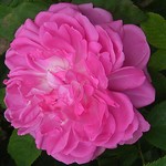 Photos Rosa