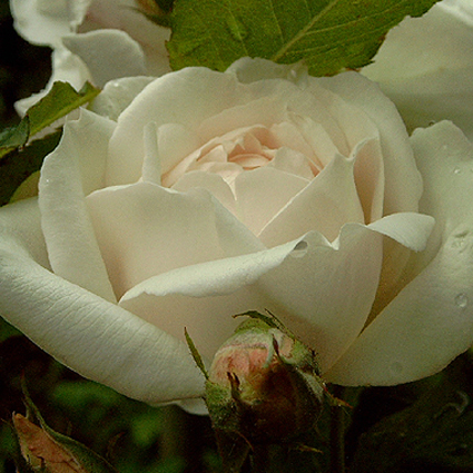 Photos Rosa - Rose