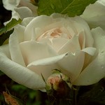 Photos Rosa