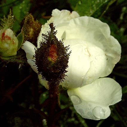Photos Rosa - 