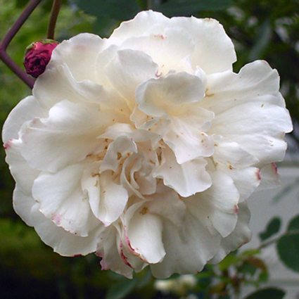 Photos Rosa - Rose