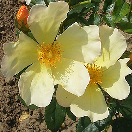 Photos Rosa - Rose