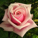 Photos Rosa