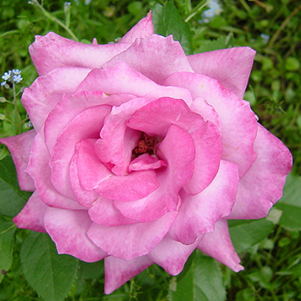Photos Rosa - Rose
