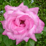 Photos Rosa